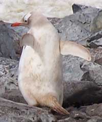 Pingouin albinos
